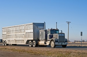 Livestock Trucking Company Semi Truck